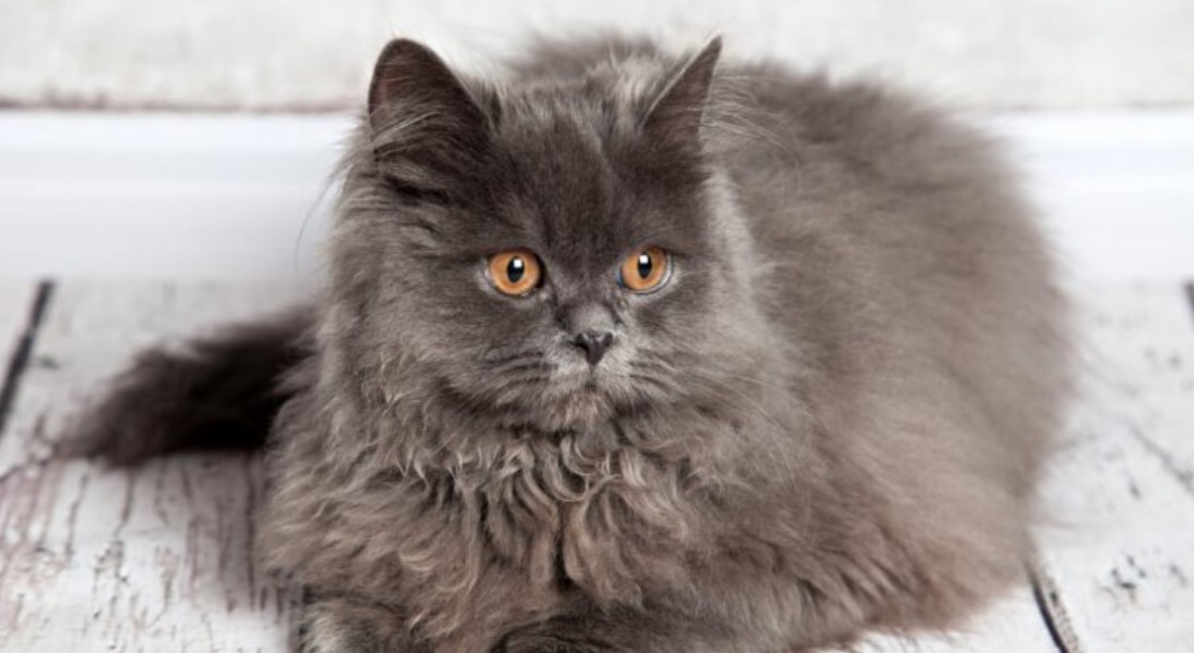 Breed Portrait: Persian Cat 9