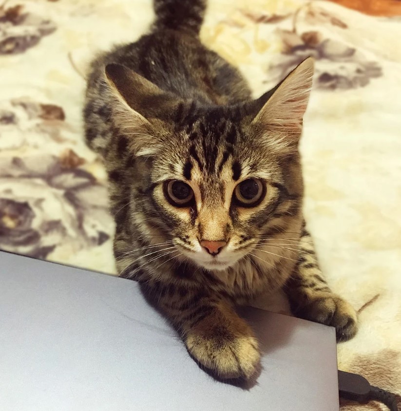 For Hunters - Cat Food with a High Meat Content 13 For Hunters - Cat Food with a High Meat Content 13