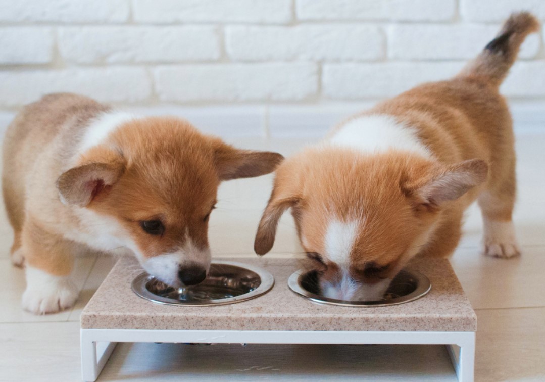 The Right Food for Puppies: You Should Pay Attention to This 11 The Right Food for Puppies: You Should Pay Attention to This 11