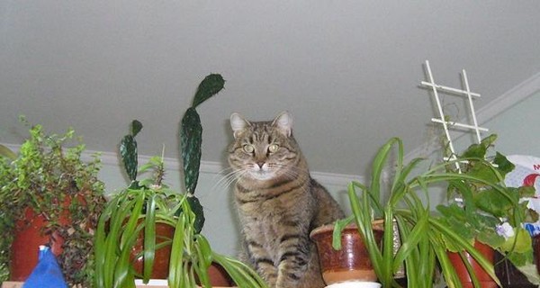 Guide: Cats and Plants 13 Guide: Cats and Plants 13