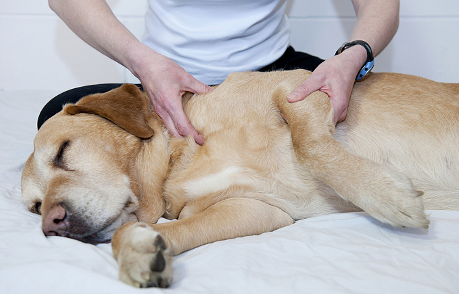How Can I Help My Dog with Osteoarthritis? 13 How Can I Help My Dog with Osteoarthritis? 13