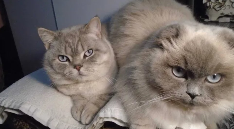 Diet Cat Food: You Should Pay Attention to This 12 Diet Cat Food: You Should Pay Attention to This 12