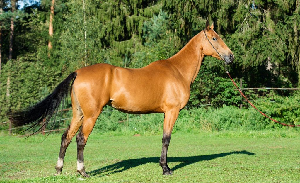 Horse Breed: Akhal-Teke 8