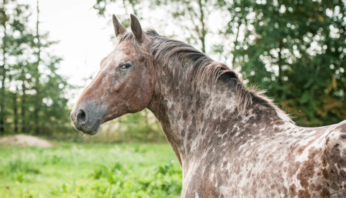 Horse Breed: Appaloosa 8