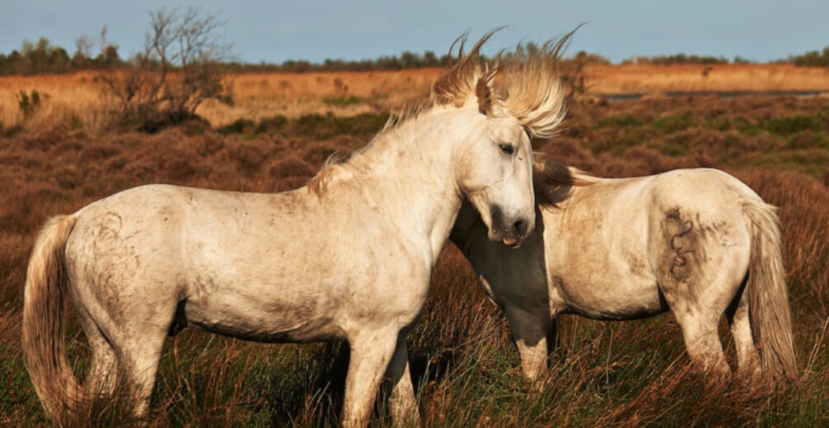 Horse Breed: Camargue Horse 10