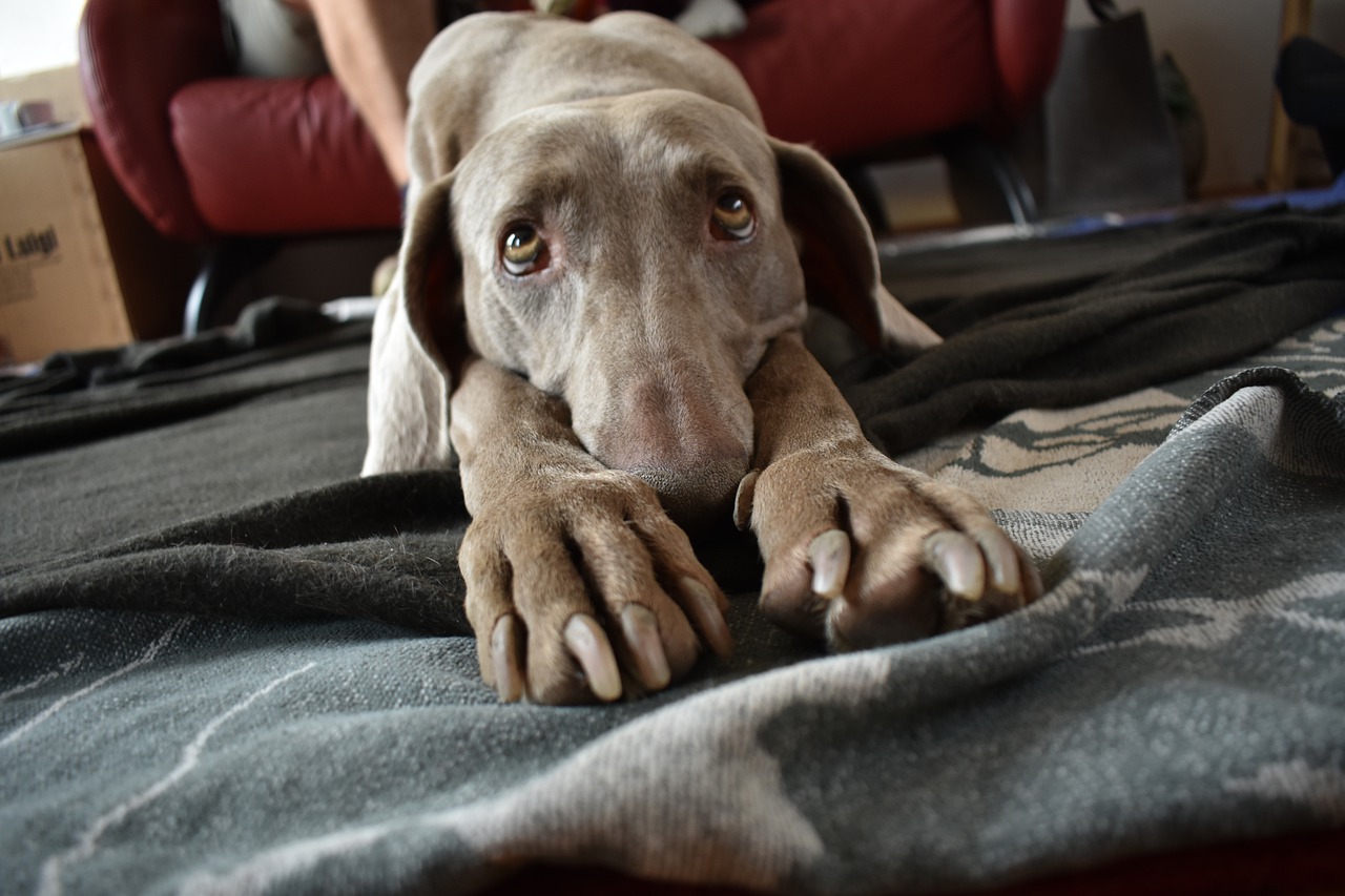 Bladder Stones in Dogs 10 Bladder Stones in Dogs 10