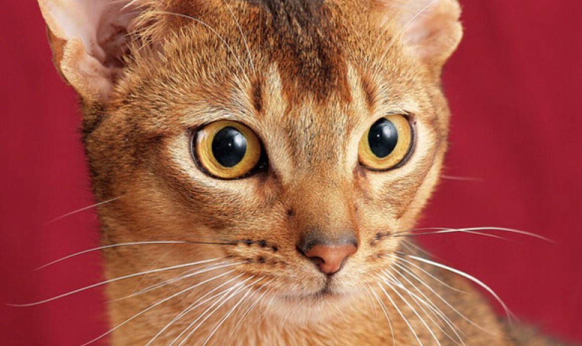 Abyssinian Cat: All You Need To Know 13 Abyssinian Cat: All You Need To Know 13