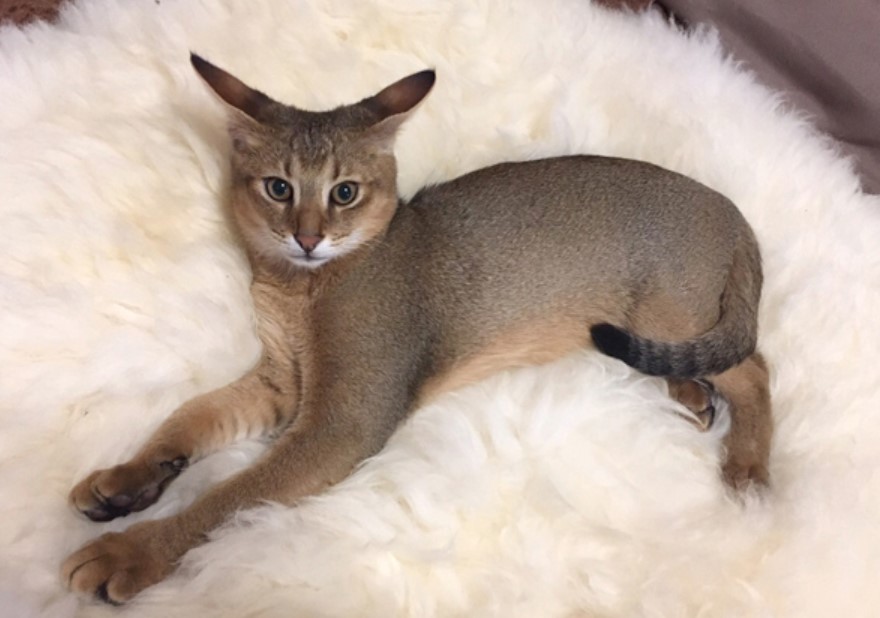 Breed Portrait: Chausie 12 Breed Portrait: Chausie 12