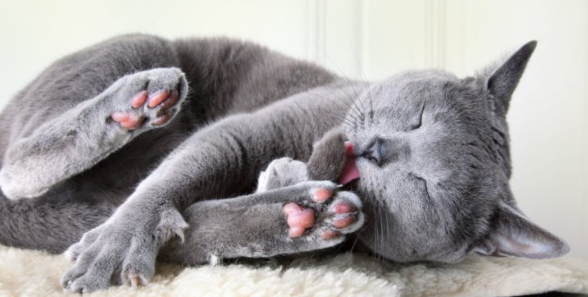 Breed Portrait: Russian Blue 12