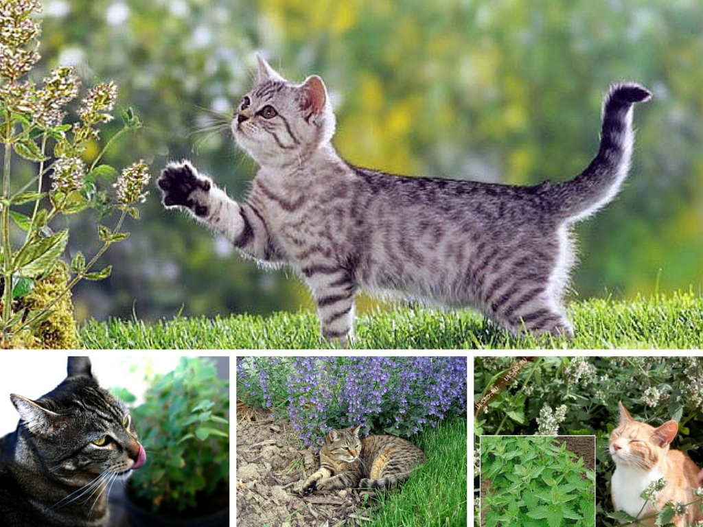 Poisonous Plants for Cats 10