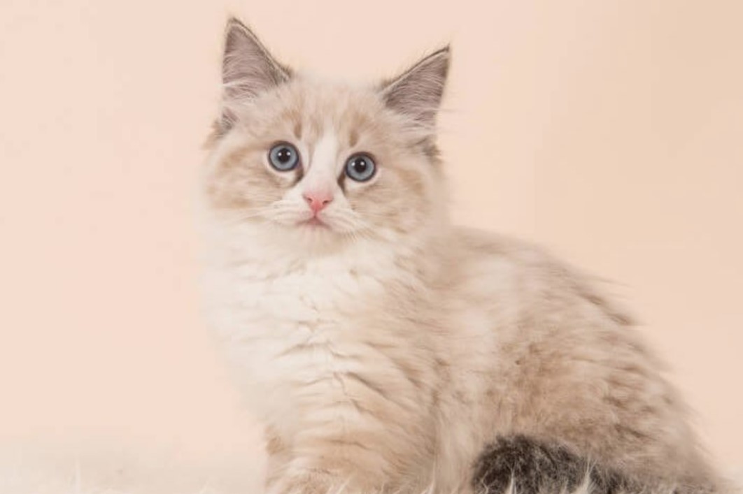 Breed Portrait: Ragdoll 10 Breed Portrait: Ragdoll 10