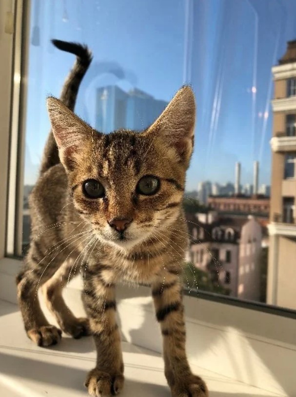 If the Cat Suddenly Defecates in the Apartment: 5 Emergency Tips 13 If the Cat Suddenly Defecates in the Apartment: 5 Emergency Tips 13