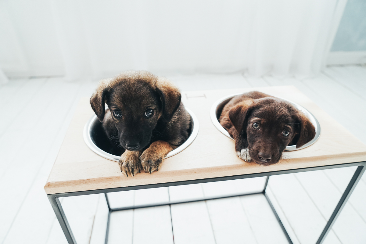 The Right Food for Puppies: You Should Pay Attention to This 14 The Right Food for Puppies: You Should Pay Attention to This 14