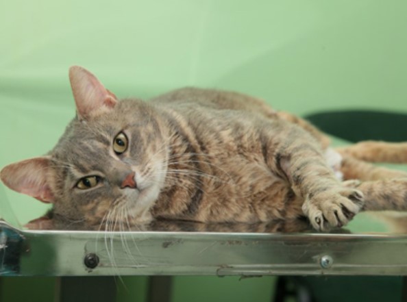 Does Your Cat Pee on Things That are on the Floor: 5 Tips and Causes? 13 Does Your Cat Pee on Things That are on the Floor: 5 Tips and Causes? 13