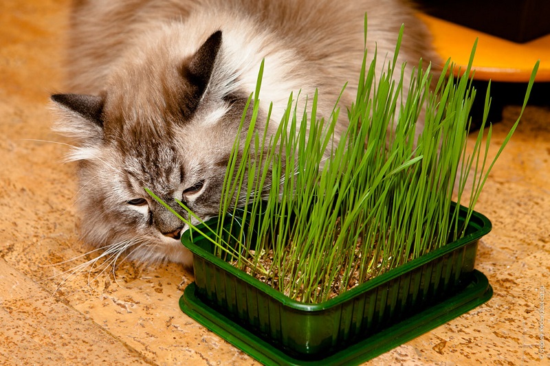 Cat Grass as a Supplement in Cat Nutrition - All Information at a Glance 13 Cat Grass as a Supplement in Cat Nutrition - All Information at a Glance 13