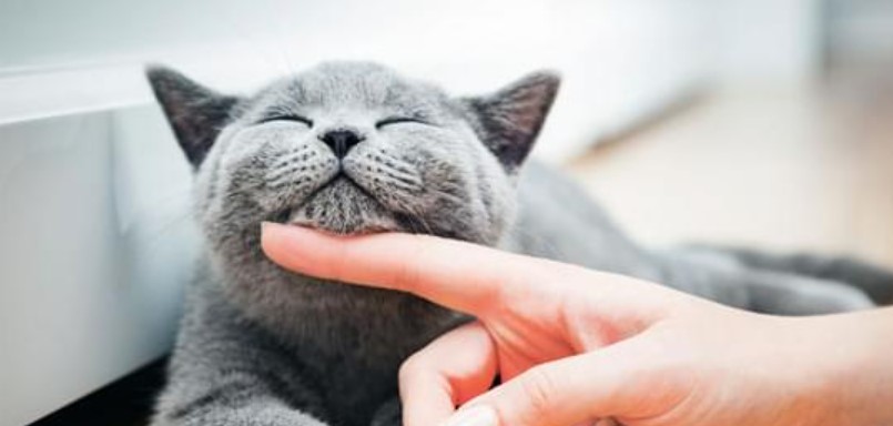 Toxic Foods for Cats 13 Toxic Foods for Cats 13