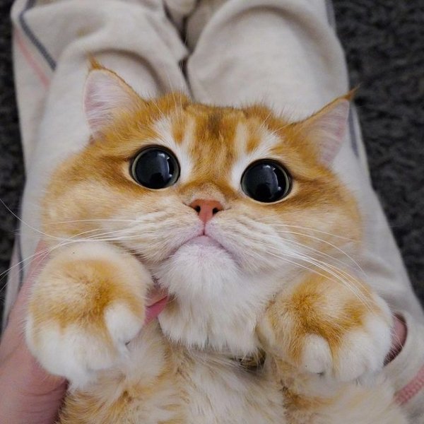 What Actually is Good Cat Food? 12