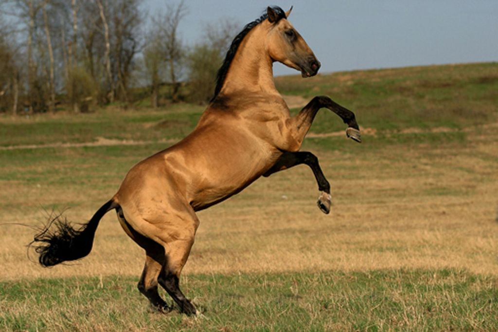 Horse Breed: Akhal-Teke 9