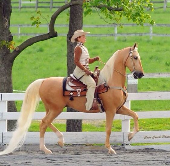 Horse Breed: American Saddlebred 9