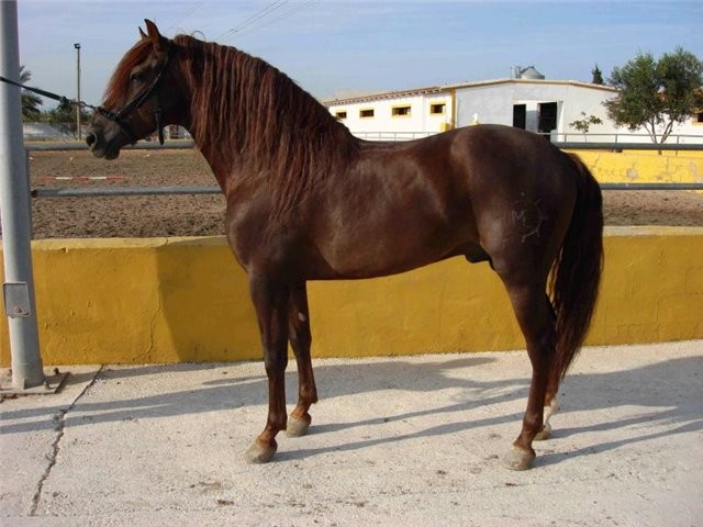 Horse Breed: Andalusian Horse 12