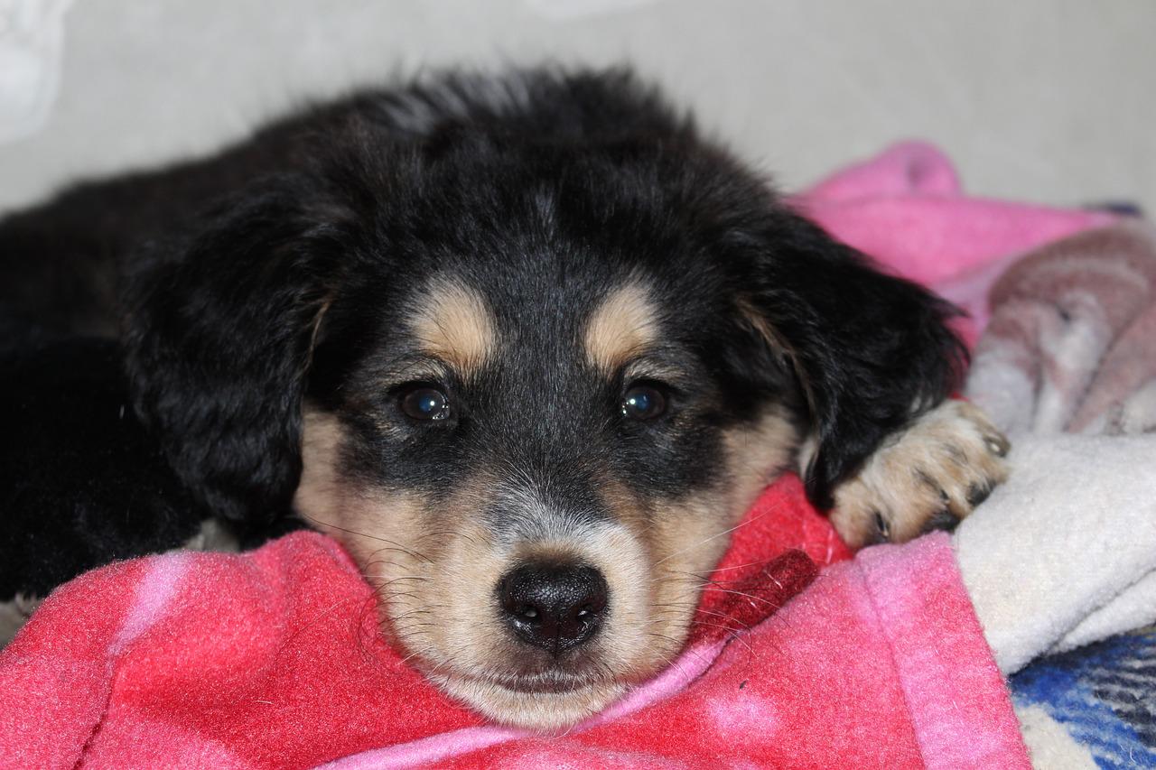 Bladder Stones in Dogs 9 Bladder Stones in Dogs 9