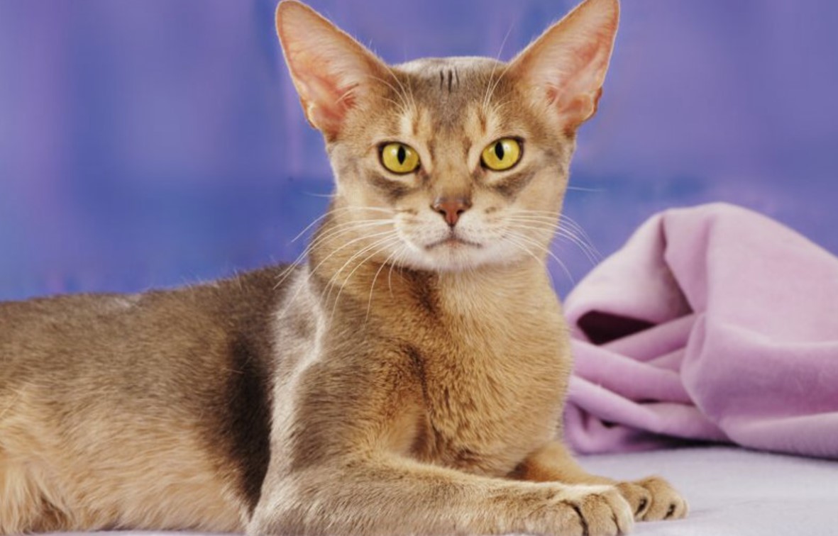Abyssinian Cat: All You Need To Know 12 Abyssinian Cat: All You Need To Know 12