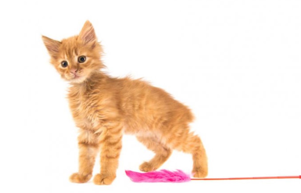 American Bobtail: All You Need To Know 15 American Bobtail: All You Need To Know 15