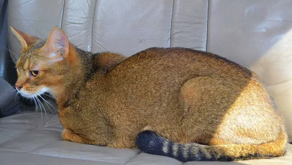 Breed Portrait: Chausie 13 Breed Portrait: Chausie 13