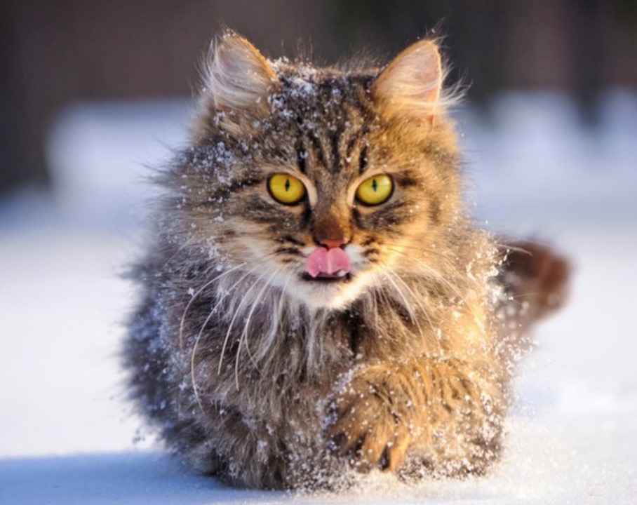 Breed Portrait: Maine Coon 13