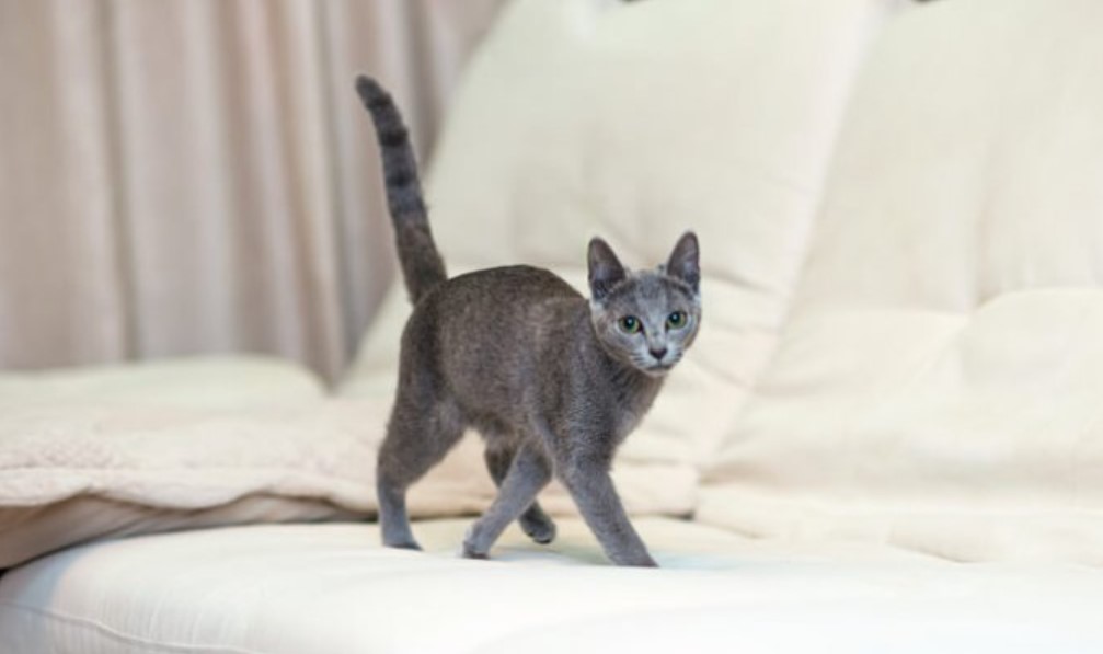 Breed Portrait: Russian Blue 13
