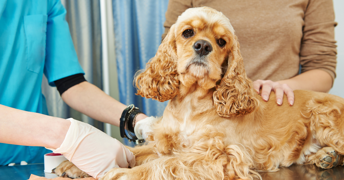 Allergic Reaction in Dogs 13