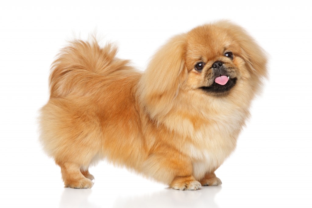 Brachycephaly - Short-snouted Dogs 12