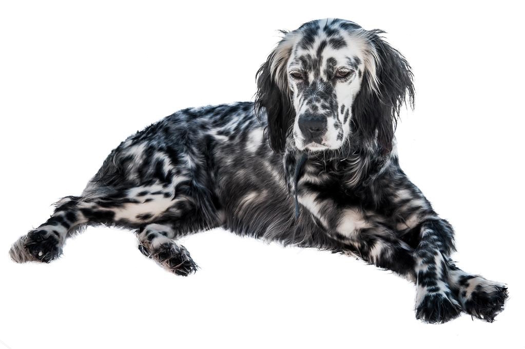 English Setters: All You Need to Know 10