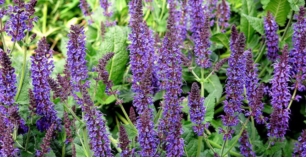 Medicinal Herbs for the Dog – a Fit Start Into Spring 24 Medicinal Herbs for the Dog – a Fit Start Into Spring 24