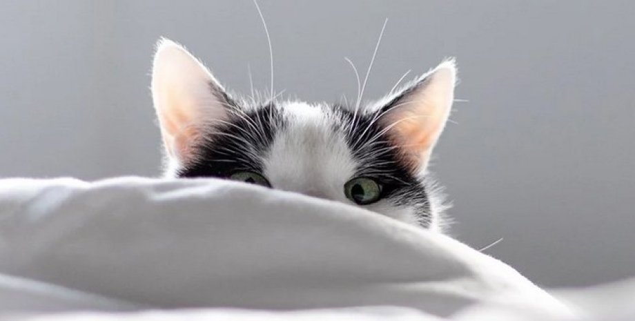 For Hunters - Cat Food with a High Meat Content 11 For Hunters - Cat Food with a High Meat Content 11