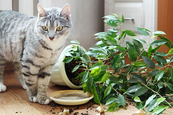 Attention in the House and Garden: These Plants are Poisonous for Animals! 17 Attention in the House and Garden: These Plants are Poisonous for Animals! 17