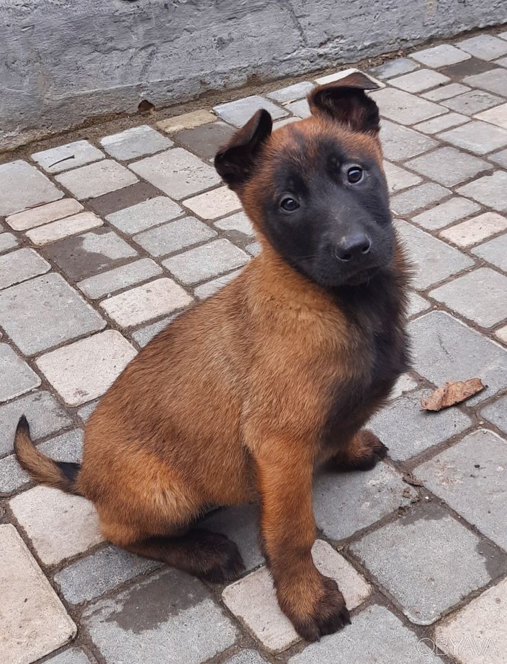 The Right Food for Puppies: You Should Pay Attention to This 13 The Right Food for Puppies: You Should Pay Attention to This 13