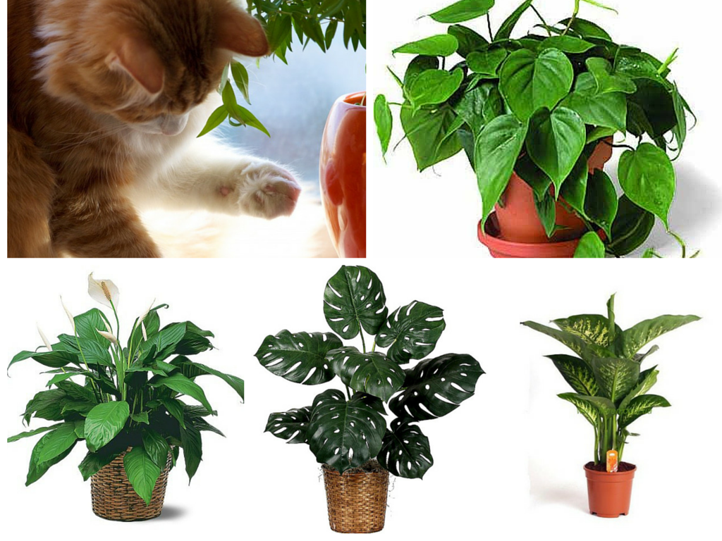 Poisonous Plants for Cats 12