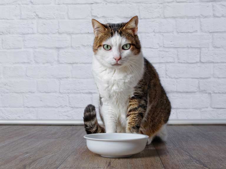 What Actually is Good Cat Food? 14