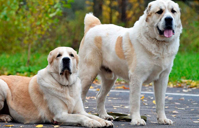 How Can I Help My Dog with Osteoarthritis? 12 How Can I Help My Dog with Osteoarthritis? 12