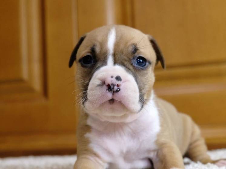 Feeding Puppies Properly: the 5 Most Important Dos and Don'ts 14