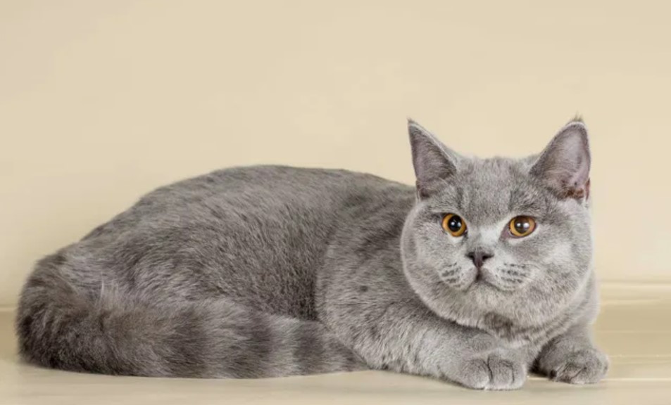 Diet Cat Food: You Should Pay Attention to This 14 Diet Cat Food: You Should Pay Attention to This 14