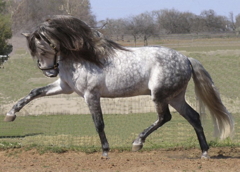 Horse Breed: Andalusian Horse 11