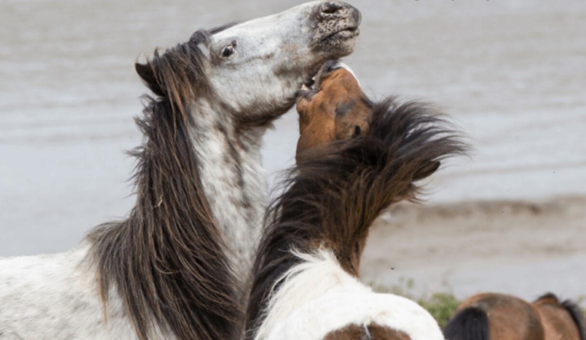 Horse Breed: Dartmoor Pony 11