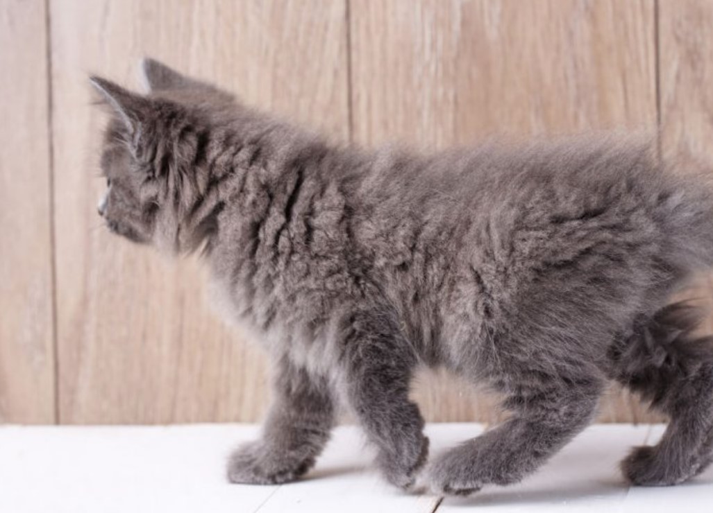 American Bobtail: All You Need To Know 16 American Bobtail: All You Need To Know 16