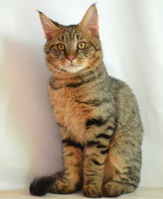 Breed Portrait: Chausie 14 Breed Portrait: Chausie 14