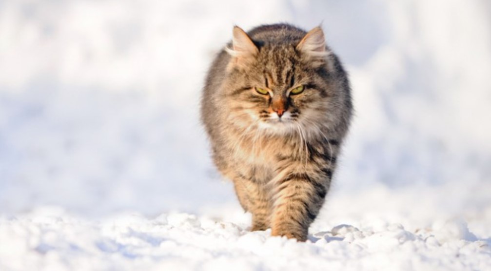 Breed Portrait: Maine Coon 14