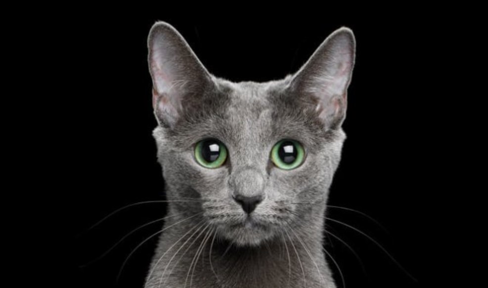 Breed Portrait: Russian Blue 14