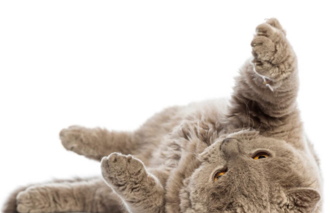 Breed Portrait: Selkirk Rex 11