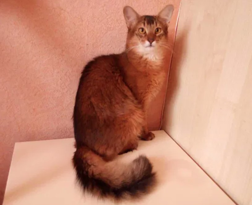 Breed Portrait: Somali Cat 13 Breed Portrait: Somali Cat 13